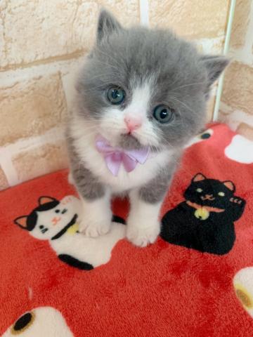 ブリティッシュショートヘアむっちむち天使ちゃん(＾ω＾)