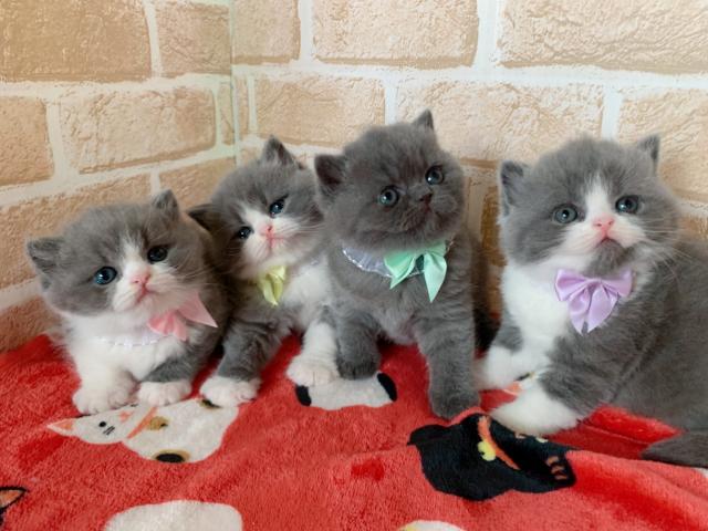 ブリティッシュショートヘアむっちむち天使兄妹♡♡