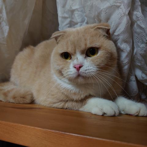 スコティッシュフォールド