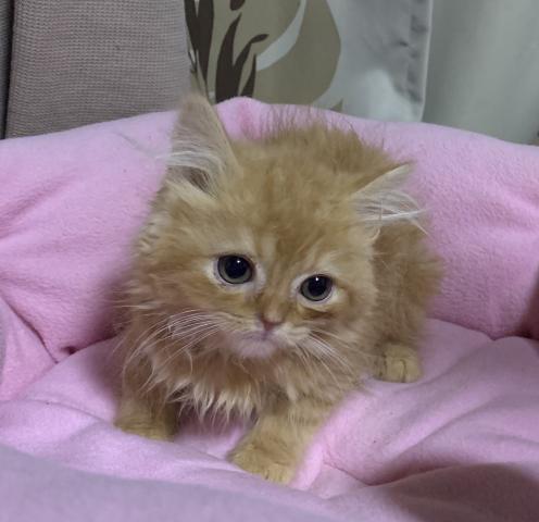 めっちゃ可愛い男の子 ペットステーション Aipaw アイパウ