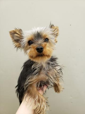 ペットワールド大仁 静岡県 子犬や子猫たちのペット販売情報が満載 ペットステーション