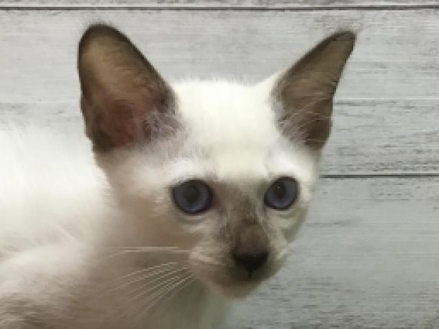 シャム