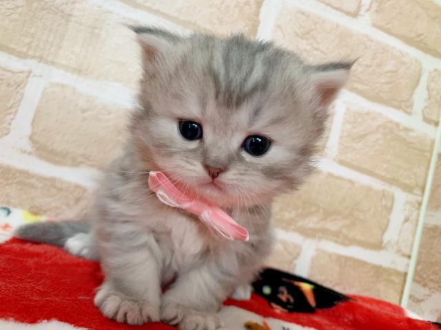 ラガマフィン美形女の子♡♡