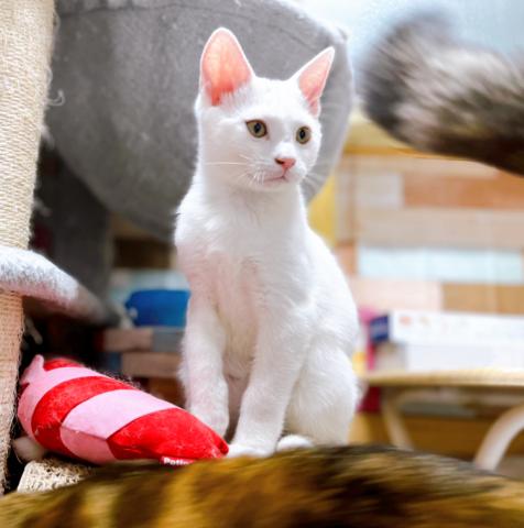 アメリカンショートヘアー希少ホワイトの仔猫