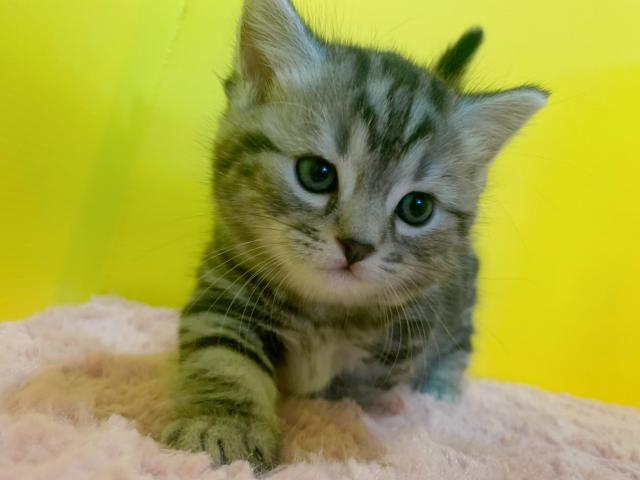 マンチカンイケメン♡(短足くん)