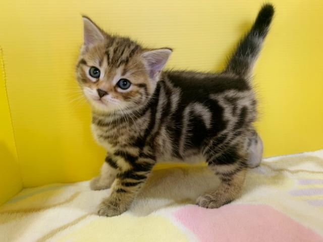 マンチカンイケメン♡(長足くん)