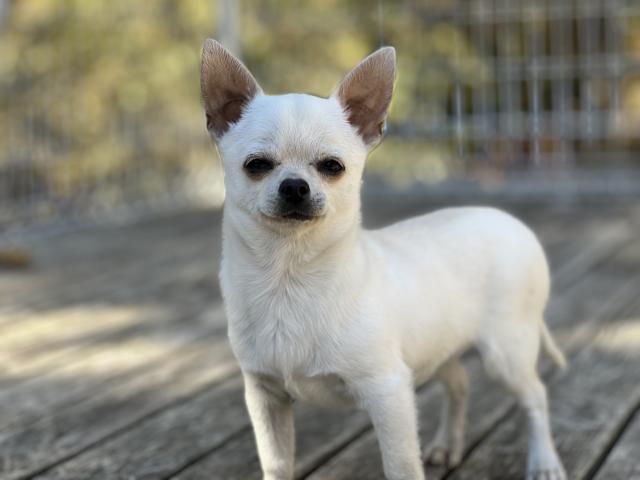 チワワ（スムースコート）