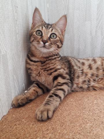 ジェネッタ