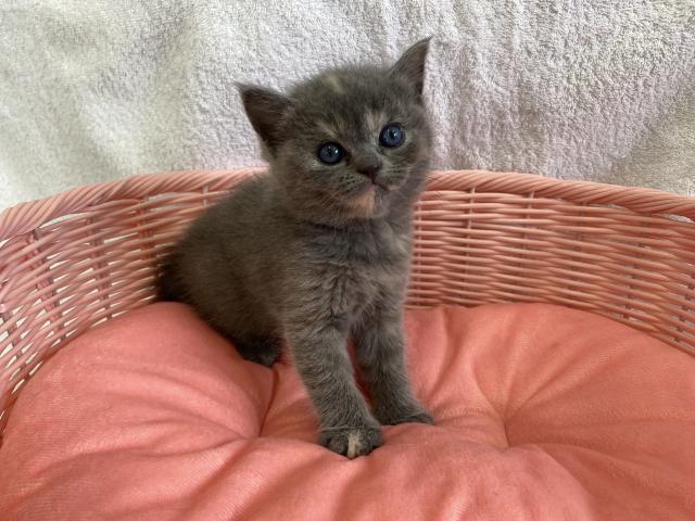 ミヌエット(旧ナポレオン)