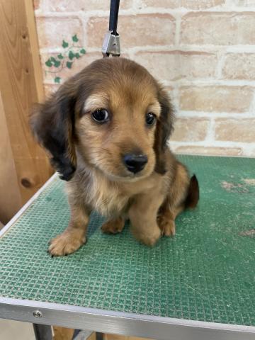 ペットワールド大仁 静岡県 子犬や子猫たちのペット販売情報が満載 ペットステーション