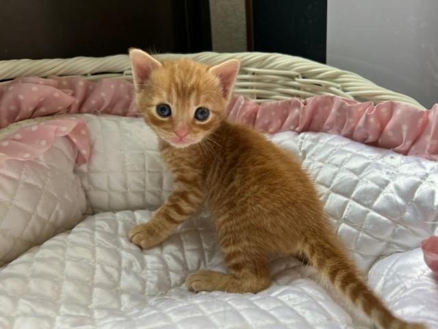 ジェネッタ