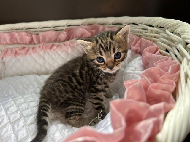 ジェネッタ