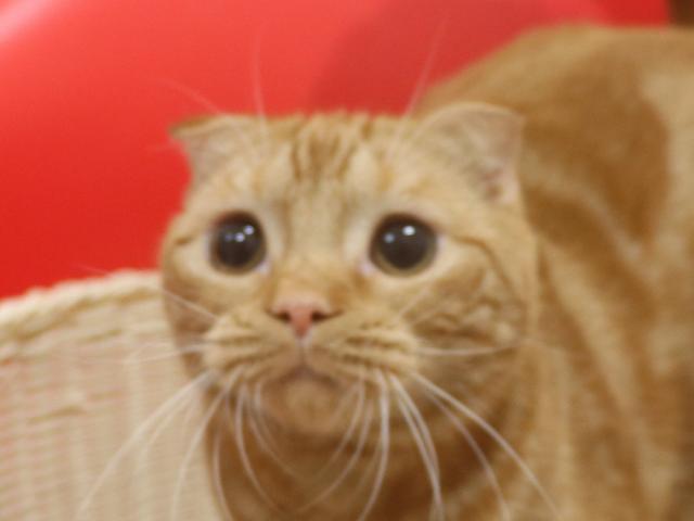 スコティッシュフォールド