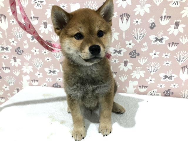 柴犬