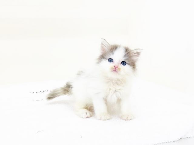 ノルウェージャンフォレストキャット