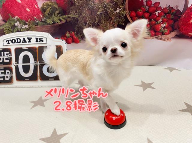 チワワ（ロングコート）