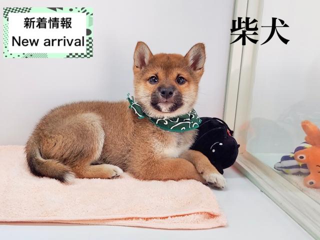 柴犬
