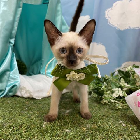 シャム