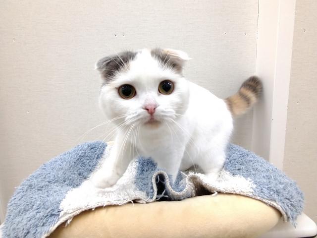 スコティッシュフォールド
