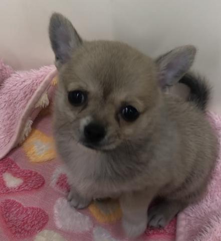 ディスワン川越南古谷店 埼玉県 子犬や子猫たちのペット販売情報が満載 ペットステーション ディスワン川越南古谷店 埼玉県 子犬や子猫たちのペット販売情報が満載 ペットステーション