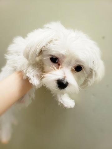 ペットワールド大仁 静岡県 子犬や子猫たちのペット販売情報が満載 ペットステーション