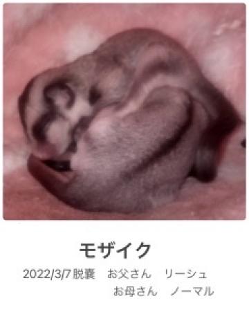 福ももんがランド