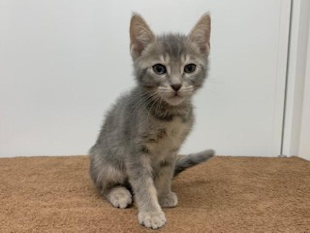 ディスワン上尾店 埼玉県 子犬や子猫たちのペット販売情報が満載 ペットステーション