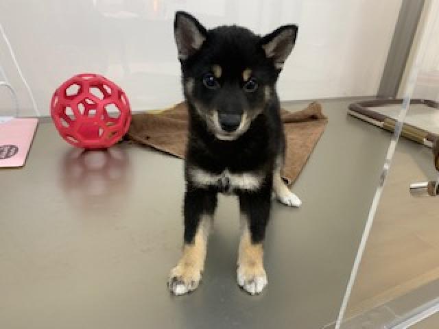 ディスワン上尾店 埼玉県 子犬や子猫たちのペット販売情報が満載 ペットステーション