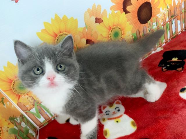 マンチカン足長くん(＾ω＾)♡♡