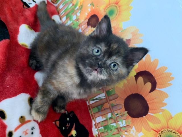 マンチカン足長ちゃん♡♡