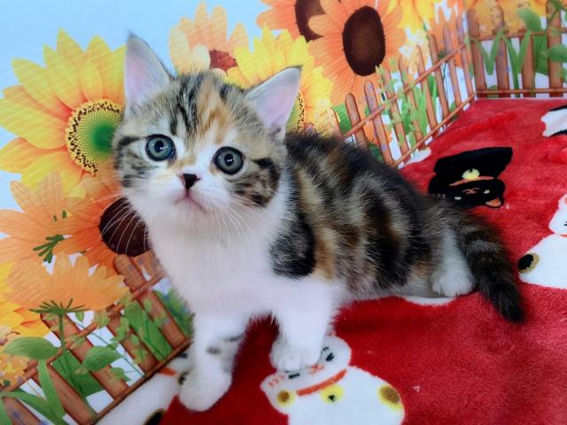 マンチカン足長ちゃん♡♡