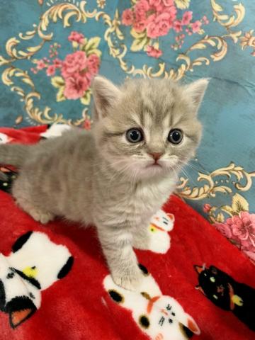 フォールデックス立ち耳男の子♡♡