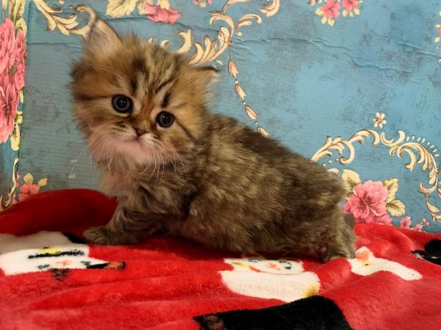 フォールデックス立ち耳女の子♡♡