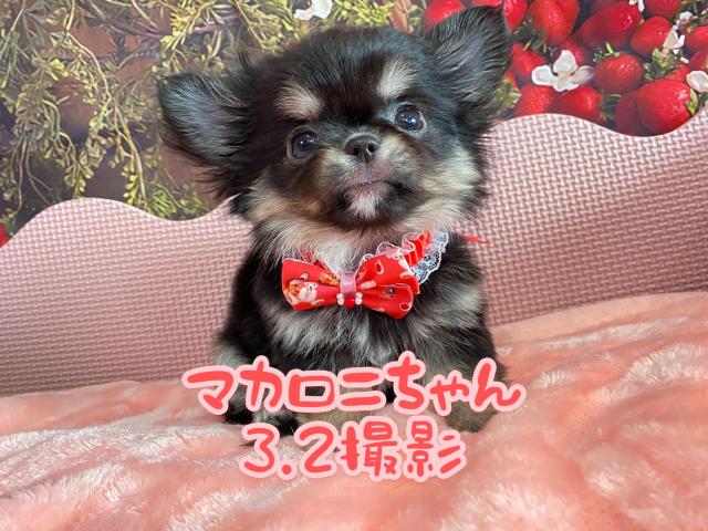 チワワ(ロングコート)