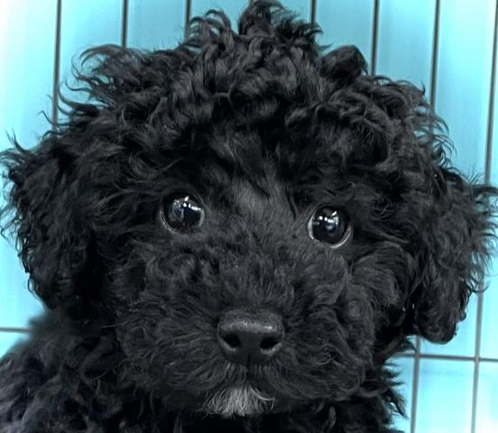 子犬や子猫たちのペット販売情報が満載 ペットステーション