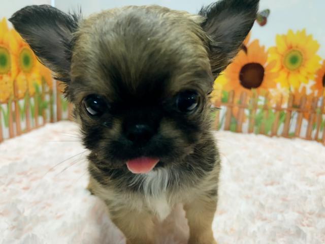 チワワ（ロングコート）てへぺろ♡可愛さあざとい子♡♡