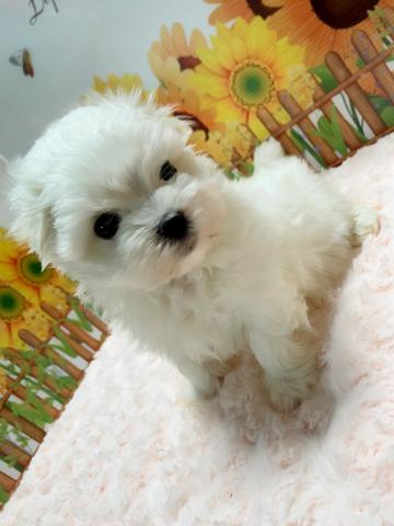 マルチーズイケメン3兄弟♡♡♡