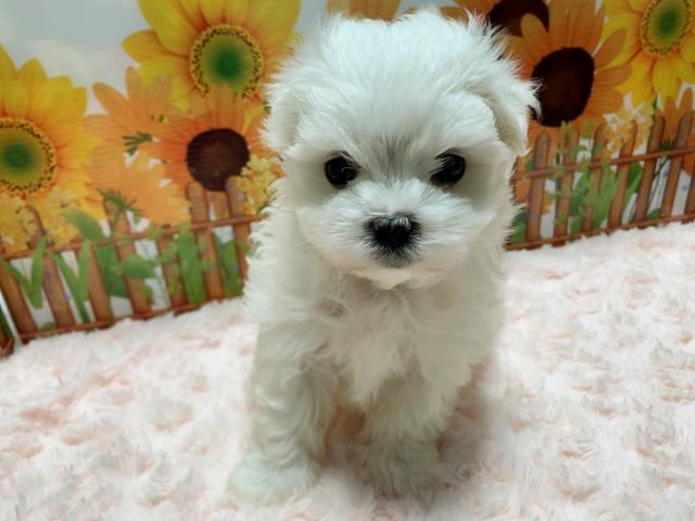 マルチーズイケメン3兄弟♡♡♡