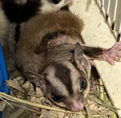 ゴン 大阪府 子犬や子猫たちのペット販売情報が満載 ペットステーション