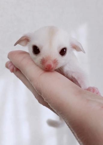 フクロモモンガ ルビープラチナ