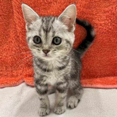 かねだい 横浜店 神奈川県 子犬や子猫たちのペット販売情報が満載 ペットステーション
