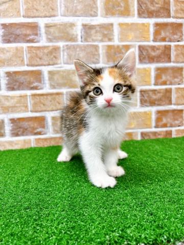 マンチカン足長だけど甘えん坊さん♡動画あります！！