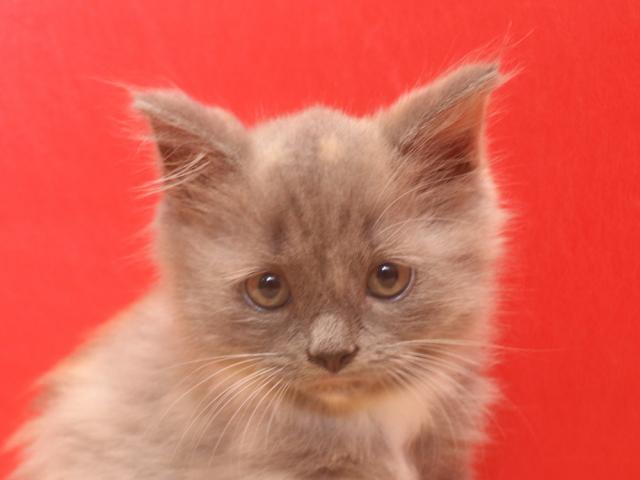 スコティッシュフォールド