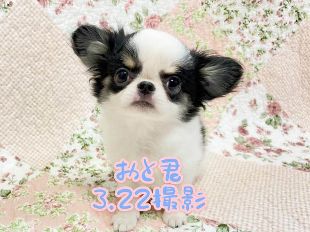 チワワ(ロングコート)