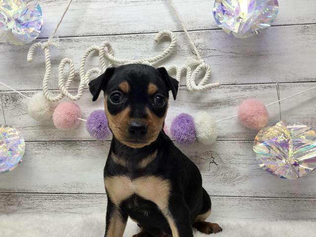 ミニチュアピンシャー