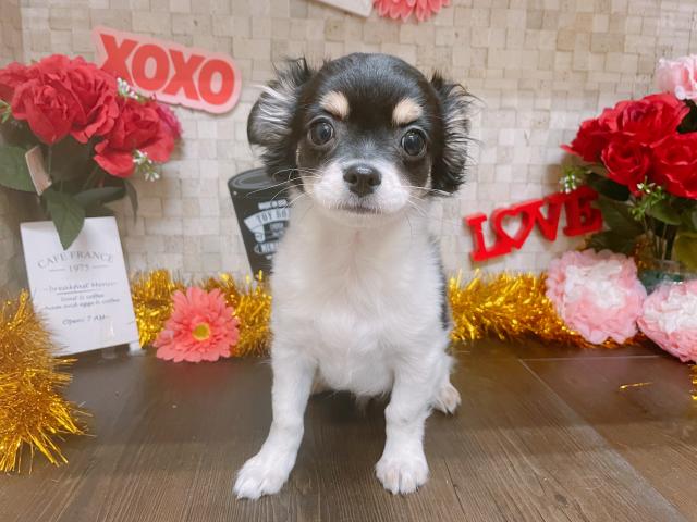 チワワ(ロングコート)