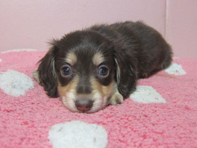 ミニチュアダックスフンド