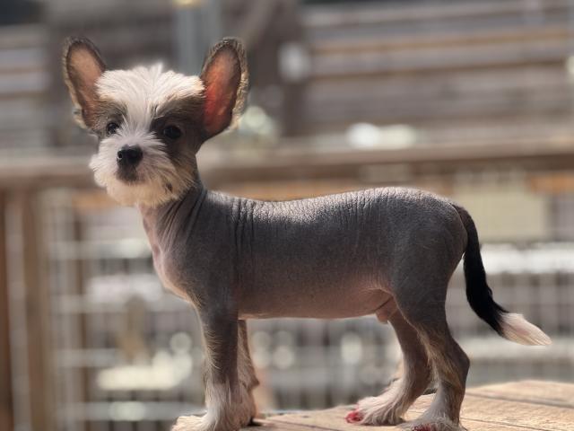 チャイニーズクレステッドドッグ