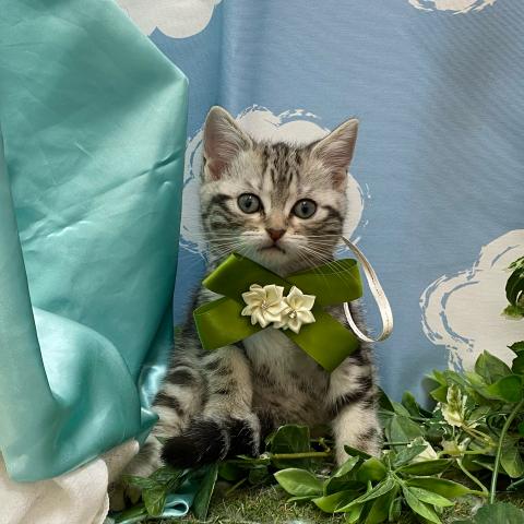 アメリカンショートヘアー