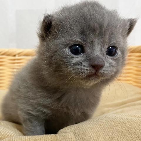 ブリティッシュショートヘア